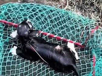 T0111050 cat catsoftiktok poorcat part2