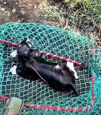 T0111050 cat catsoftiktok poorcat part2