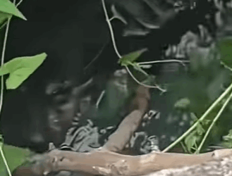 T0111054 dog dogsoftiktok poordog part2