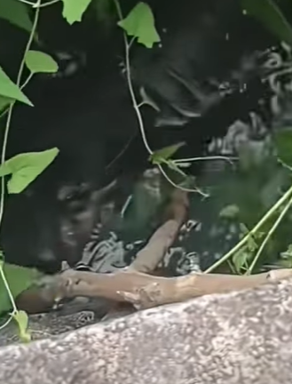 T0111054 dog dogsoftiktok poordog part2