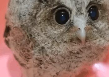 T0111059 A trapped owl flew to my house for help part2