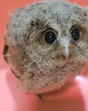 T0111059 A trapped owl flew to my house for help part2