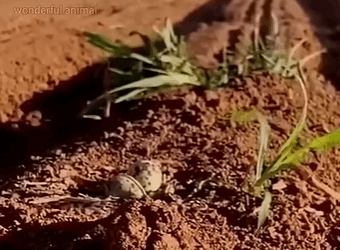 T0111074 Mother bird in the field animals cute shortsvideo shorts birds part2