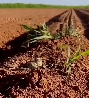 T0111074 Mother bird in the field animals cute shortsvideo shorts birds part2