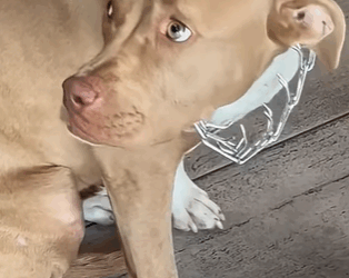 T0111073 Injured Pit Bull Is SO Grateful This Guy Found Her part2