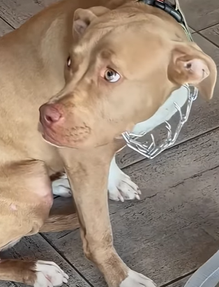 T0111073 Injured Pit Bull Is SO Grateful This Guy Found Her part2