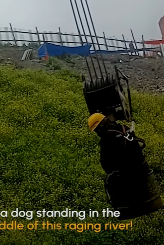 T0111069 Dog Rescued From Raging River Hero of the Week part2