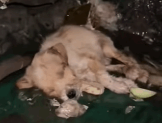 T0111055 dog dogsoftiktok poordog part2