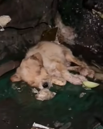 T0111055 dog dogsoftiktok poordog part2