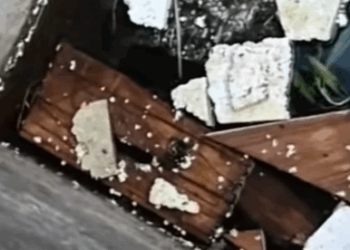 T0111077 Poor cat cat catsoftiktok rescuecat poorcat part2