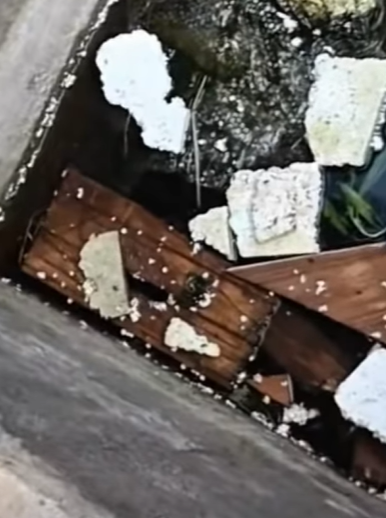 T0111077 Poor cat cat catsoftiktok rescuecat poorcat part2