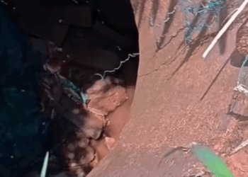 T0111053 dog dogsoftiktok poordog part2