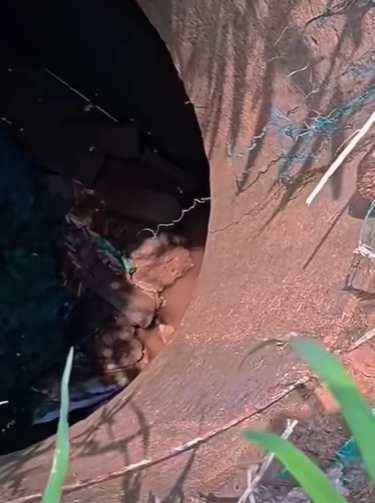 T0111053 dog dogsoftiktok poordog part2