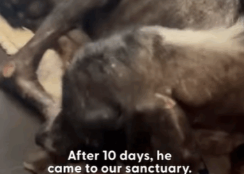 T0111090 Woman Uses Her T Shirt To Rescue A Stray Hairless Dog part2