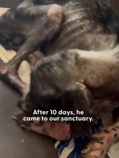 T0111090 Woman Uses Her T Shirt To Rescue A Stray Hairless Dog part2