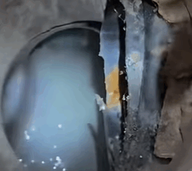 T0111051 cat catsoftiktok rescuecat part2