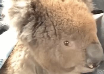 T0111042 Girl rescued baby koala stuck in fence and then animals animalsof part2