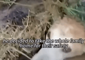 T0111084 Rescuing a stray mother dog and her family shortsvideo animals animalls part2