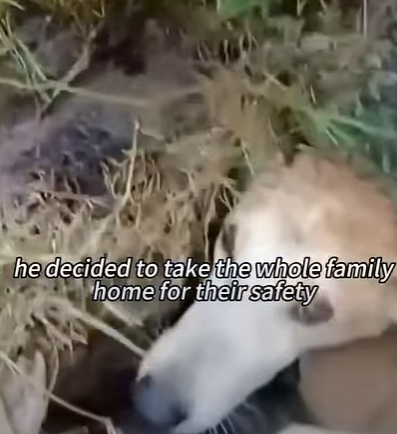 T0111084 Rescuing a stray mother dog and her family shortsvideo animals animalls part2