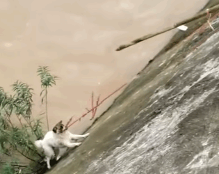 T0111049 Rescued puppy that had fallen into the river part2