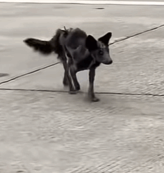 T0111066 dog dogsoftiktok poordog part2