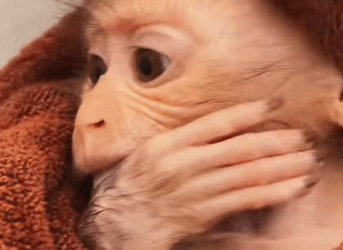 T0111085 Saved baby monkey who lost its mom rescue animals fyp part2