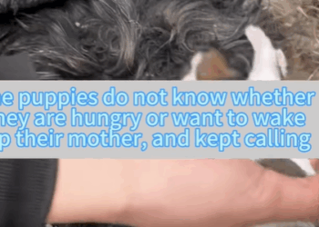 T0111039 dogsoftiktok straydog rescuedog doglove foryou dog tiktok part2