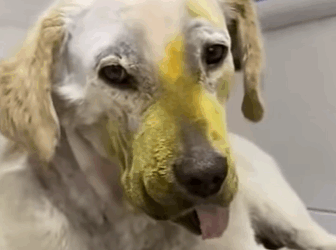 T0111024 Rescue poor little dog with broken jaw part2