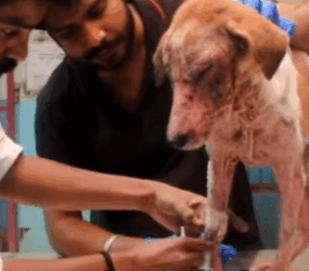 T0111010 Dogs are not toys they are family RescueDog Adopt NewLife part2