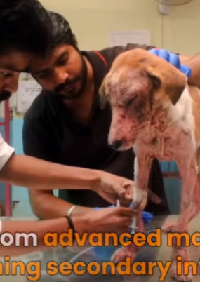 T0111010 Dogs are not toys they are family RescueDog Adopt NewLife part2