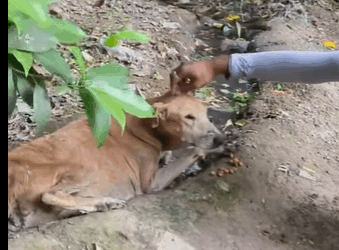 T0111012 Every small action can change dog life RescueDog Adopt part2