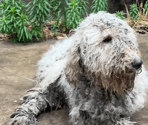 T0111028 Rescue puppy that was abandoned after being beaten by its owne part2