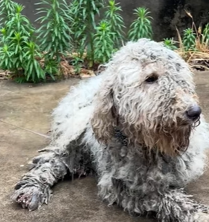 T0111028 Rescue puppy that was abandoned after being beaten by its owne part2