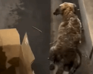 T0111037 dog foryou tiktok dogsoftiktok straydog doglove rescuedog part2