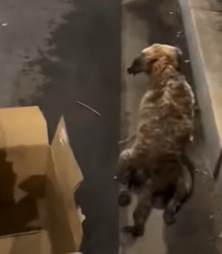 T0111037 dog foryou tiktok dogsoftiktok straydog doglove rescuedog part2