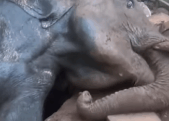 T0111034 rescue rescueanimals animals animaloftiktok tiktok animal animal part2