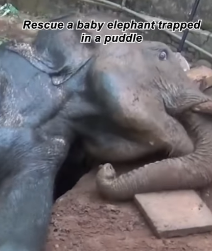 T0111034 rescue rescueanimals animals animaloftiktok tiktok animal animal part2