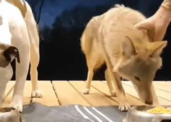 T0111017 Man rescued trapped coyote and adopted it animal rescueanimals part2