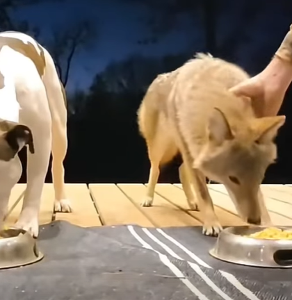 T0111017 Man rescued trapped coyote and adopted it animal rescueanimals part2