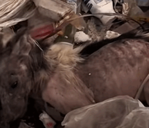 T0111009 dog dogsoftiktok poordog rescuedog part2