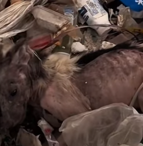 T0111009 dog dogsoftiktok poordog rescuedog part2