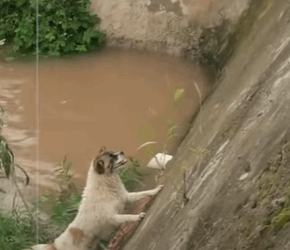 T0111026 Rescue puppy that has fallen into the water and is hanging on part2