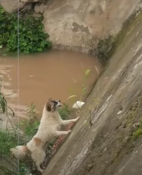 T0111026 Rescue puppy that has fallen into the water and is hanging on part2