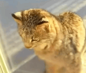 T1511030 The bobcat was rescued by family and they became family part2