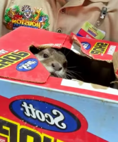 T2111059 My dog found baby otter #rescue #rescueanimals #animals #otter part2