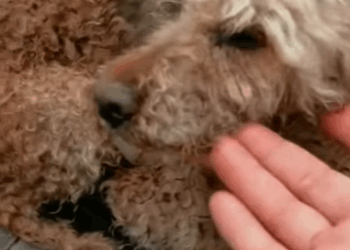 T1211014 cute animals part2