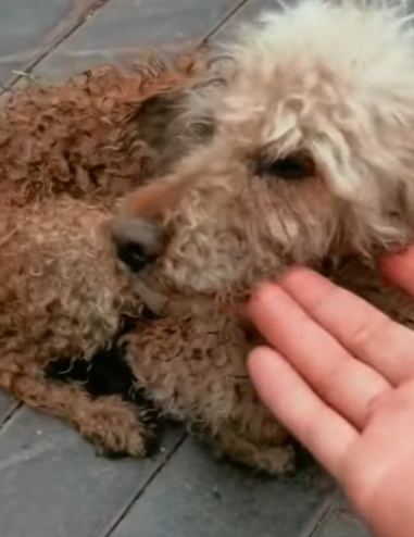 T1211014 cute animals part2