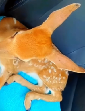 T1511020 rescue the little deer from under the lake and then__cuteanimals part2