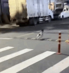 T2111052 evening, heard faint cry of kitten #cat #catsoftiktok part2