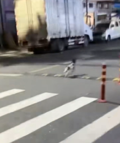 T2111052 evening, heard faint cry of kitten #cat #catsoftiktok part2